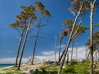 Fototapeta na wymiar Im Küstenwald am Darss Halbinsel Zingst