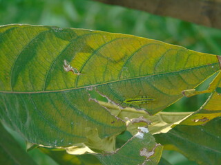 grasshopper and leaf
