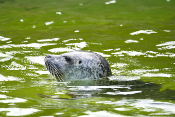 Head of a seal, swimming in the water. Close up of the mammal. Endangered species