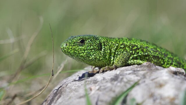 Male of European green lizard (Lacerta viridis) on the stone with green backround.