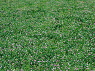 field with flowering clover in Maramures, Romania