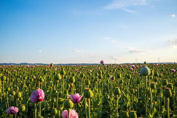 field of opium poppies - obrazy, fototapety, plakaty