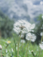 Detailed photo of a dandelion in the grass