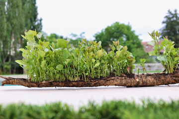 close view of many suckers grown up an old poplar root