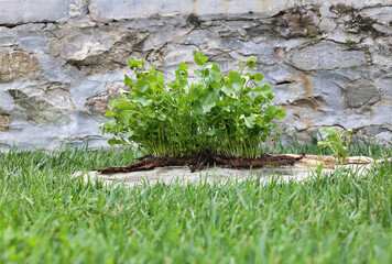 many suckers growing on a poplar root uprooted from the ground
