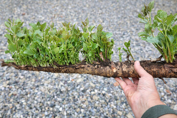 female hand holding a poplar root full of sprouts