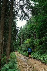 Fototapeta premium Male hiker with a backpack goes to the mountains on a trail in the woods, back view
