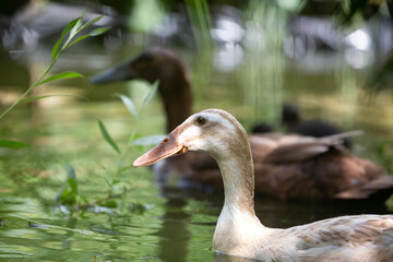 Indian Runner Duck in the pond. pest control in sustainable agriculture
