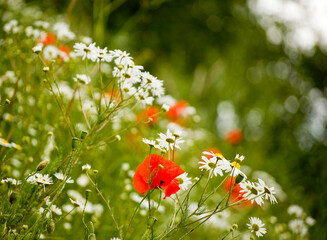 Poppies and camomile in the meadow.