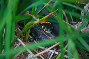 snake