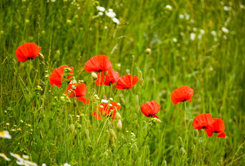 Fototapeta na wymiar Poppies and camomile in the meadow.