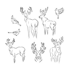 Vintage Xmas Deer Reindeer Waxwing bird linear sketchy drawing vector illustration set isolated on white. Winter forest animals birds print collection for Christmas holiday season decor card making.