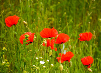 Fototapeta premium Poppies and camomile in the meadow.
