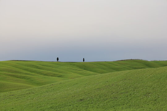 cipress tuscany