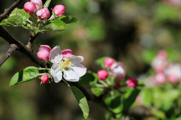 Apple blossom on a branch in summer garden in sunny day. Pink buds and flowers with green leaves