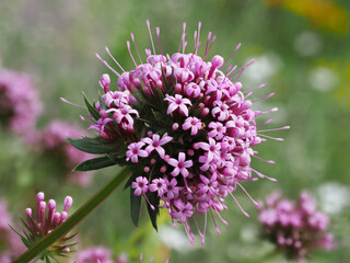 Langgriffliger Rosenwaldmeister	
