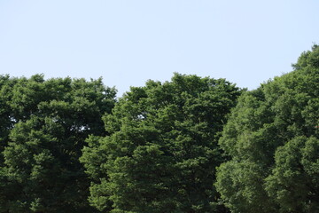 Green Tree with Blue Sky