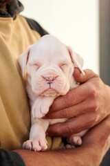 vertical portrait of one-month-old white boxer puppy asleep in the arms of an unrecognizable man