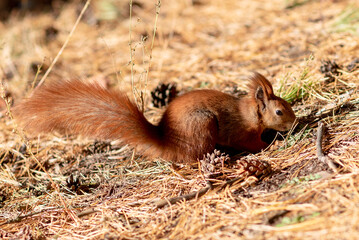 squirrel in the forest sits in the autumn grass under the sun