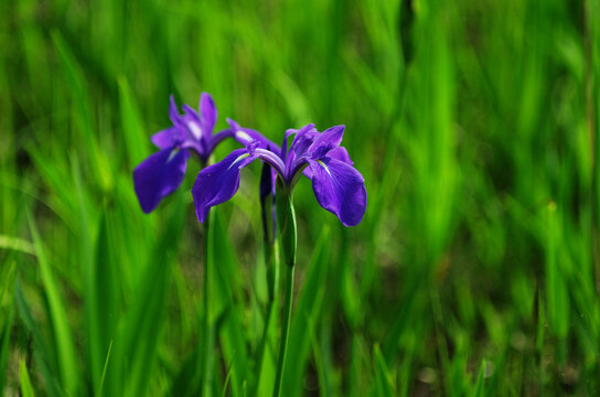 燕子花images Browse 171 Stock Photos Vectors And Video Adobe Stock