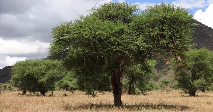 Hundreds of birds take flight in slow motion, Tsavo West Game Reserve