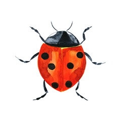 Watercolor illustration of colorful bug on white background. Hand drawn realistic background design.