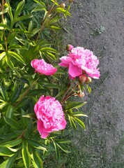 pink peonies at dawn