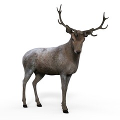 Naklejka na ściany i meble 3d-illustration of an isolated deer animal