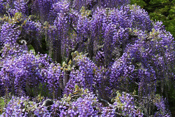 藤の花　藤　紫　花アップ　マメ科　つる植物　薄紫　藤棚