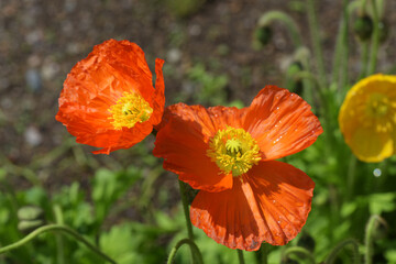 Fototapeta premium 赤いポピー 一輪 １ 蕾 ビビッド 花 
