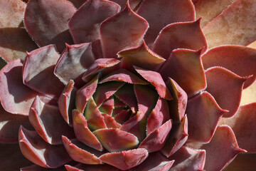 Colourful Semperivum - Houseleek plant is showing off its beautiful colours in the sunshine garden.