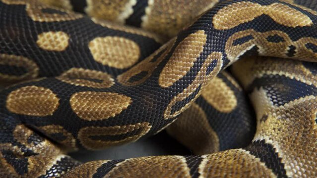 Background of snakeskin. Royal python skin.