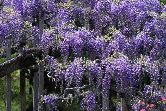 つる植物 Images Browse 1 701 Stock Photos Vectors And Video Adobe Stock