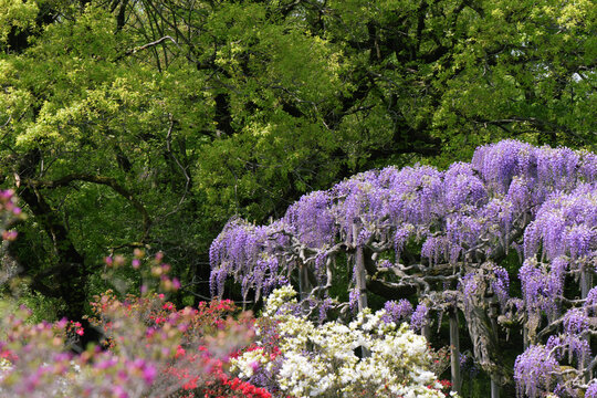 つる植物 Images Browse 1 701 Stock Photos Vectors And Video Adobe Stock