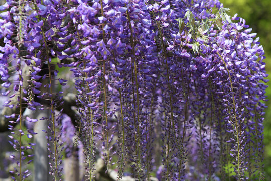 つる植物 Images Browse 1 701 Stock Photos Vectors And Video Adobe Stock