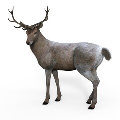 3d-illustration of an isolated deer animal