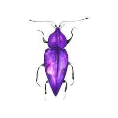 Watercolor illustration of colorful bug on white background. Hand drawn realistic background design.