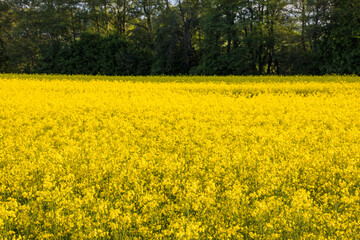 Obraz premium Nykvarn, Sweden A field of yellow raps.