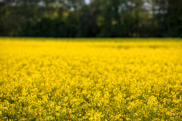 Obraz premium Nykvarn, Sweden A field of yellow raps.