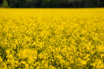 Nykvarn, Sweden A field of yellow raps.