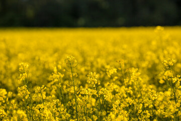 Nykvarn, Sweden A field of yellow raps.
