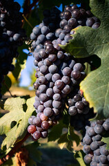 Cluster of Nebbiolo grapes in the Barbaresco area