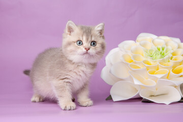 cute, funny little kitten with a flower on a purple background