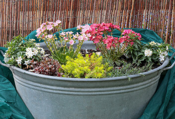 Beautiful Lewisia and Sedum plants in a shabby  zinc planter infront of a wooden fence in the...