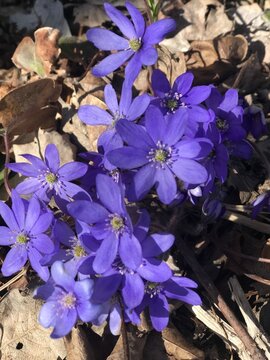 flowers in the garden