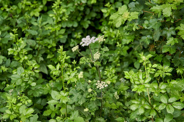 Fototapeta na wymiar Heracleum sphondylium, hogweed, common hogweed or cow parsnip among leafy plants with lots of green leaves