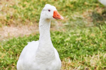 White Duck (Anas platyrhynchos domesticus) on a green blanket of grass and flowers standing upright and looking forward, we can appreciate its orange beak and intense blue eyes