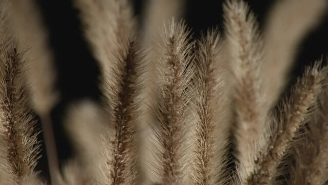 Golden ornamental cereals Alopecurus pratensis are swaying in the wind on a black background. Close-up shooting.