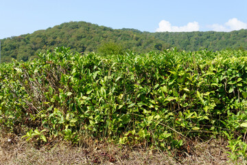 Fototapeta na wymiar Green tea bud and leaves in morning, Spring nature background. Nature landscape