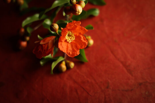 Fiori di melograno: still life su fondo rosso fuoco, spazio per testo